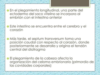  En

el plegamiento longitudinal, una parte del
ectodermo del saco vitelino se incorpora al
embrión con el intestino anterior

 Este

intestino se encuentra entre el cerebro y el
corazón

 Más

tarde, el septum transversum toma una
posición caudal con respecto al corazón, donde
posteriormente se desarrolla y origina el tendón
central del diafragma

 El

plegamiento de la cabeza afecta la
organización del celoma embrionario (primordio de
las cavidades corporales)

 