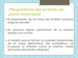 -Plegamiento del embrión en
plano transversal
 El

plegamiento de los lados del embrión produce
pliegues laterales

 Se

produce rápido crecimiento de la médula
espinal y los somitas

A

medida que se forman las paredes abdominales
de la capa germinativa del endodermo, se
incorpora al embrión como el intestino medio
(primordio del intestino delgado)

 