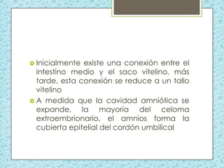  Inicialmente

existe una conexión entre el
intestino medio y el saco vitelino, más
tarde, esta conexión se reduce a un tallo
vitelino
 A medida que la cavidad amniótica se
expande, la mayoría del celoma
extraembrionario, el amnios forma la
cubierta epitelial del cordón umbilical

 
