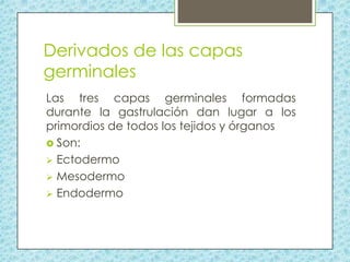 Derivados de las capas
germinales
Las tres capas germinales formadas
durante la gastrulación dan lugar a los
primordios de todos los tejidos y órganos
 Son:
 Ectodermo
 Mesodermo
 Endodermo

 