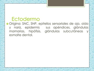 Ectodermo

 Origina:

SNC, SNP, epitelios sensoriales de ojo, oído
y nariz, epidermis
sus apéndices, glándulas
mamarias, hipófisis, glándulas subcutáneas y
esmalte dental.

 
