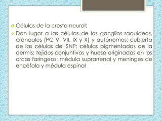  Células

de la cresta neural:
 Dan lugar a las células de los ganglios raquídeos,
craneales (PC V, VII, IX y X) y autónomos; cubierta
de las células del SNP; células pigmentadas de la
dermis; tejidos conjuntivos y hueso originados en los
arcos faríngeos; médula suprarrenal y meninges de
encéfalo y médula espinal

 