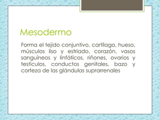 Mesodermo
Forma el tejido conjuntivo, cartílago, hueso,
músculos liso y estriado, corazón, vasos
sanguíneos y linfáticos, riñones, ovarios y
testículos, conductos genitales, bazo y
corteza de las glándulas suprarrenales

 