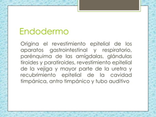 Endodermo
Origina el revestimiento epitelial de los
aparatos gastrointestinal y respiratorio,
parénquima de las amígdalas, glándulas
tiroides y paratiroides, revestimiento epitelial
de la vejiga y mayor parte de la uretra y
recubrimiento epitelial de la cavidad
timpánica, antro timpánico y tubo auditivo

 