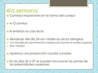 4ta semana


Cambios importantes en la forma del cuerpo



4-12 somitas



El embrión es casi recto



Alrededor del día 24 son visibles los arcos faríngeos



1ro: Mandibular (prominencia maxilar para formar el maxilar superior)
2do: Hioideo



Aparece una proyección caudal curvada



En los días 26 ó 27 se pueden reconocer las yemas de
las extremidades superiores



 