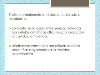 El disco embrionario se divide en epiblasto e
hipoblasto.
 Epiblasto:

es la capa más gruesa, formada
por células cilíndricas altas relacionadas con
la cavidad amniótica.

 Hipoblasto:

construido por células cubicas
pequeñas adyacentes a la cavidad
exocelómica

 