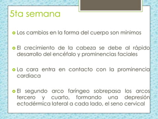 5ta semana
 Los

cambios en la forma del cuerpo son mínimos

 El

crecimiento de la cabeza se debe al rápido
desarrollo del encéfalo y prominencias faciales

 La

cara entra en contacto con la prominencia
cardiaca

 El

segundo arco faríngeo sobrepasa los arcos
tercero y cuarto, formando una depresión
ectodérmica lateral a cada lado, el seno cervical

 