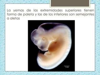 La yemas de las extremidades superiores tienen
forma de paleta y las de los inferiores son semejantes
a aletas

 
