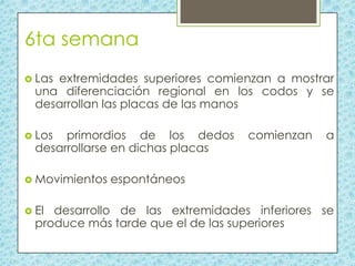 6ta semana
 Las

extremidades superiores comienzan a mostrar
una diferenciación regional en los codos y se
desarrollan las placas de las manos

 Los

primordios de los dedos
desarrollarse en dichas placas

 Movimientos

 El

comienzan

a

espontáneos

desarrollo de las extremidades inferiores se
produce más tarde que el de las superiores

 
