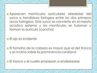  Aparecen

montículos auriculares alrededor del
surco o hendidura faríngea entre los dos primeros
arcos faríngeos. Este surco se convierte en el meato
acústico externo y los montículos se fusionan y
forman la aurícula (concha)

 El

ojo es evidente

 El

tamaño de la cabeza es mayor que el del tronco
y se inclina sobre la prominencia cardiaca

 El

tronco y el cuello empiezan a enderezarse

 