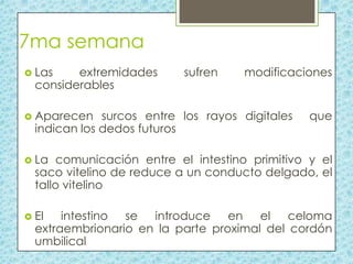 7ma semana
 Las

extremidades
considerables

 Aparecen

sufren

modificaciones

surcos entre los rayos digitales
indican los dedos futuros

que

 La

comunicación entre el intestino primitivo y el
saco vitelino de reduce a un conducto delgado, el
tallo vitelino

 El

intestino se introduce en el celoma
extraembrionario en la parte proximal del cordón
umbilical

 