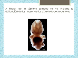 A finales de la séptima semana se ha iniciado la
osificación de los huesos de las extremidades superiores

 