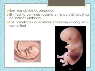  Son

más obvios los párpados
 El intestino continúa todavía en la porción proximal
del cordón umbilical
 Los pabellones auriculares empiezan a adquirir su
forma final

 