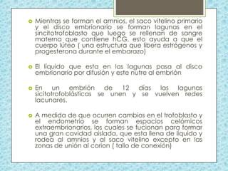 

Mientras se forman el amnios, el saco vitelino primario
y el disco embrionario se forman lagunas en el
sincitotrofoblasto que luego se rellenan de sangre
materna que contiene hCG, esto ayuda a que el
cuerpo lúteo ( una estructura que libera estrógenos y
progesterona durante el embarazo)



El líquido que esta en las lagunas pasa al disco
embrionario por difusión y este nutre al embrión



En un embrión de 12 días las lagunas
sicitotrofoblásticas se unen y se vuelven redes
lacunares.



A medida de que ocurren cambios en el trofoblasto y
el endometrio se forman espacios celómicos
extraembrionarios, los cuales se fucionan para formar
una gran cavidad aislada, que esta llena de líquido y
rodea al amnios y al saco vitelino excepto en las
zonas de unión al corion ( tallo de conexión)

 