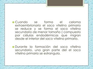  Cuando

se
forma
el
celoma
extraembrionario el saco vitelino primario
se reduce y se forma el saco vitelino
secundario de menor tamaño ( compuesto
por células endodérmicas que migran
desde el interior del saco vitelino primario.

 Durante

la formación del saco vitelino
secundario, una gran parte del el saco
vitelino primario se estrangula.

 