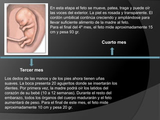 Tercer mes
Cuarto mes
Los dedos de las manos y de los pies ahora tienen uñas
suaves. La boca presenta 20 agujeritos donde se insertarán los
dientes. Por primera vez, la madre podrá oír los latidos del
corazón de su bebé (10 a 12 semanas). Durante el resto del
embarazo, todos los órganos del cuerpo madurarán y el feto
aumentará de peso. Para el final de este mes, el feto mide
aproximadamente 10 cm y pesa 20 gr.
En esta etapa el feto se mueve, patea, traga y puede oír
las voces del exterior. La piel es rosada y transparente. El
cordón umbilical continúa creciendo y ampliándose para
llevar suficiente alimento de la madre al feto.
Para el final del 4º mes, el feto mide aproximadamente 15
cm y pesa 93 gr.
 