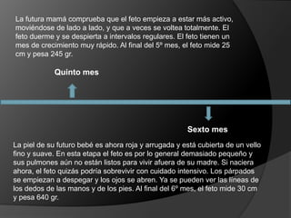 Quinto mes
Sexto mes
La futura mamá comprueba que el feto empieza a estar más activo,
moviéndose de lado a lado, y que a veces se voltea totalmente. El
feto duerme y se despierta a intervalos regulares. El feto tienen un
mes de crecimiento muy rápido. Al final del 5º mes, el feto mide 25
cm y pesa 245 gr.
La piel de su futuro bebé es ahora roja y arrugada y está cubierta de un vello
fino y suave. En esta etapa el feto es por lo general demasiado pequeño y
sus pulmones aún no están listos para vivir afuera de su madre. Si naciera
ahora, el feto quizás podría sobrevivir con cuidado intensivo. Los párpados
se empiezan a despegar y los ojos se abren. Ya se pueden ver las líneas de
los dedos de las manos y de los pies. Al final del 6º mes, el feto mide 30 cm
y pesa 640 gr.
 