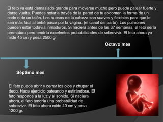 Séptimo mes
Octavo mes
El feto puede abrir y cerrar los ojos y chupar el
dedo. Hace ejercicio pateando y estirándose. El
feto responde a la luz y al sonido. Si naciera
ahora, el feto tendría una probabilidad de
sobrevivir. El feto ahora mide 40 cm y pesa
1200 gr.
El feto ya está demasiado grande para moverse mucho pero puede patear fuerte y
darse vuelta. Puedes notar a través de la pared de tu abdomen la forma de un
codo o de un talón. Los huesos de la cabeza son suaves y flexibles para que le
sea más fácil al bebé pasar por la vagina. (el canal del parto). Los pulmones
pueden estar todavía inmaduros. Si naciera antes de las 37 semanas, el feto sería
prematuro pero tendría excelentes probabilidades de sobrevivir. El feto ahora ya
mide 45 cm y pesa 2500 gr.
 