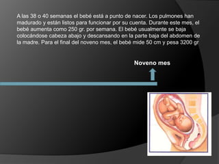 Noveno mes
A las 38 o 40 semanas el bebé está a punto de nacer. Los pulmones han
madurado y están listos para funcionar por su cuenta. Durante este mes, el
bebé aumenta como 250 gr. por semana. El bebé usualmente se baja
colocándose cabeza abajo y descansando en la parte baja del abdomen de
la madre. Para el final del noveno mes, el bebé mide 50 cm y pesa 3200 gr
 