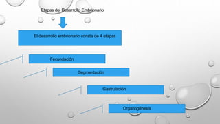 Etapas del Desarrollo Embrionario
El desarrollo embrionario consta de 4 etapas
Segmentación
Fecundación
Gastrulación
Organogénesis
 