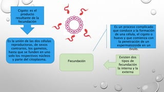 Cigoto: es el
producto
resultante de la
fecundación
Es la unión de las dos células
reproductoras, de sexos
contrarios, los gametos,
hasta que se funden en uno
solo los respectivos núcleos
y parte del citoplasma.
Fecundación
Es un proceso complicado
que conduce a la formación
de una célula, el cigoto o
huevo y que comienza con
la penetración de un
espermatozoide en un
óvulo.
Existen dos
tipos de
fecundación
la interna y la
externa
 