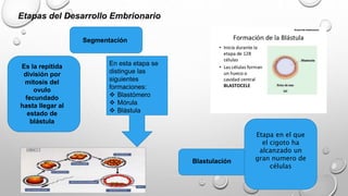 Etapas del Desarrollo Embrionario
Segmentación
Blastulación
Es la repitida
división por
mitosis del
ovulo
fecundado
hasta llegar al
estado de
blástula
Etapa en el que
el cigoto ha
alcanzado un
gran numero de
células
En esta etapa se
distingue las
siguientes
formaciones:
 Blastómero
 Mórula
 Blástula
 