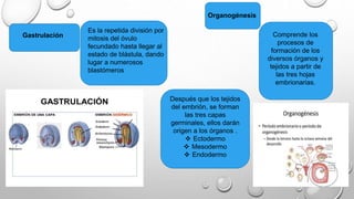 Gastrulación
Organogénesis
Es la repetida división por
mitosis del óvulo
fecundado hasta llegar al
estado de blástula, dando
lugar a numerosos
blastómeros
Comprende los
procesos de
formación de los
diversos órganos y
tejidos a partir de
las tres hojas
embrionarias.
Después que los tejidos
del embrión, se forman
las tres capas
germinales, ellos darán
origen a los órganos .
 Ectodermo
 Mesodermo
 Endodermo
 