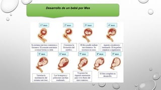 Desarrollo de un bebé por Mes
 