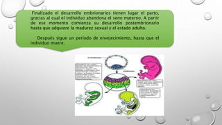 Finalizado el desarrollo embrionarios tienen lugar el parto,
gracias al cual el individuo abandona el seno materno. A partir
de ese momento comienza su desarrollo postembrionario
hasta que adquiere la madurez sexual y el estado adulto.
Después sigue un período de envejecimiento, hasta que el
individuo muere.
 