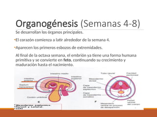 estudio de la generacion del embrion para enfermeria | PPT
