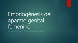 Embriogénesis del
aparato genital
femenino
DR. MARCO VINICIO GALVEZ MENDOZA R1GYO
 