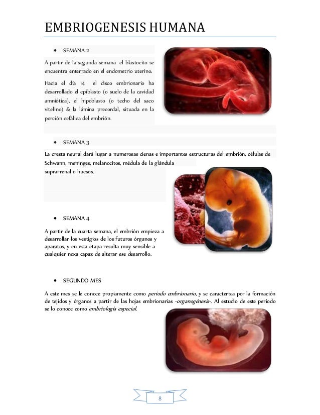  Embriogenesis  humana