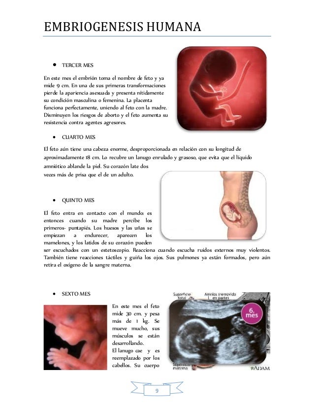  Embriogenesis  humana