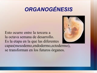 EMBRIOGENESIS Es el proceso que se inicia tras la fertilización para dar lugar al embrión.  
