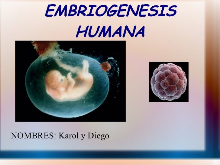  Embriogenesis  humana 2