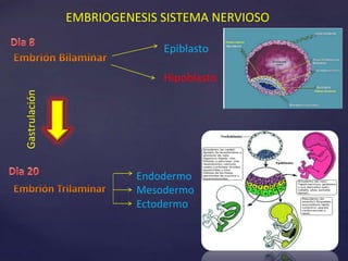 EMBRIOGENESIS SISTEMA NERVIOSO
Epiblasto
Hipoblasto
Endodermo
Mesodermo
Ectodermo
Gastrulación
 