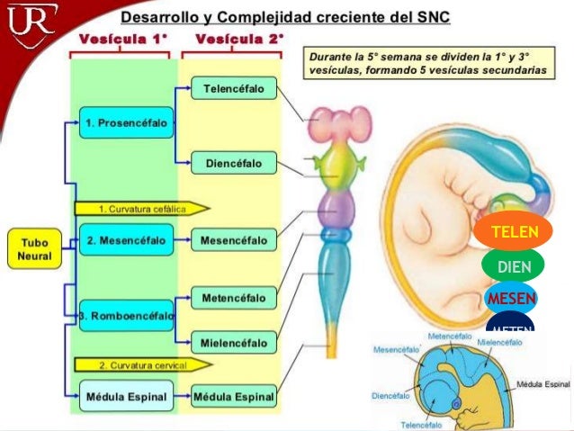 Embriologia SNC