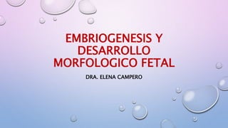 EMBRIOGENESIS Y
DESARROLLO
MORFOLOGICO FETAL
DRA. ELENA CAMPERO
 