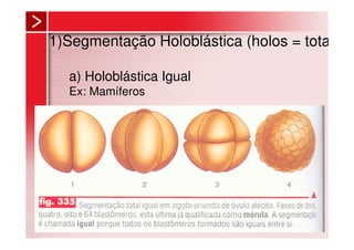 1)Segmentação Holoblástica (holos = total)

  a) Holoblástica Igual
  Ex: Mamíferos
 