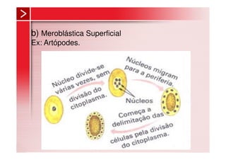 b) Meroblástica Superficial
Ex: Artópodes.
 
