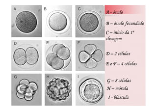 A - óvulo

B – óvulo fecundado
C – início da 1ª
clivagem

D – 2 células
E e F – 4 células


G – 8 células
H – mórula
 I - blástula
 