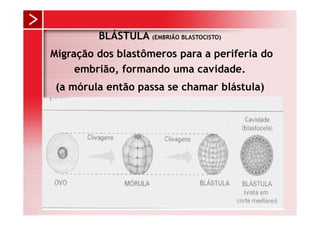 BLÁSTULA (EMBRIÃO BLASTOCISTO)
Migração dos blastômeros para a periferia do
     embrião, formando uma cavidade.
 (a mórula então passa se chamar blástula)
 