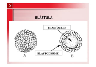 BLÁSTULA

      BLASTOCELE




 BLASTODERME
 