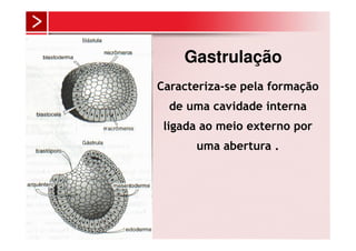 Gastrulação
Caracteriza-se pela formação
  de uma cavidade interna
 ligada ao meio externo por
      uma abertura .
 