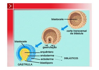 DIBLÁSTICOS
 