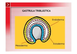 GASTRULA TRIBLÁSTICA
 