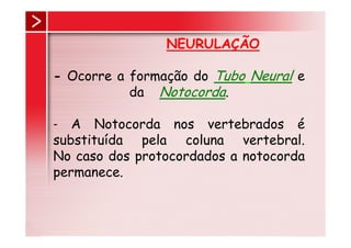 NEURULAÇÃO

- Ocorre a formação do Tubo Neural e
           da Notocorda.

- A Notocorda nos vertebrados é
substituída pela coluna vertebral.
No caso dos protocordados a notocorda
permanece.
 