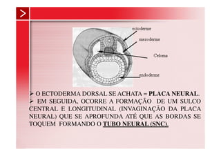 O ECTODERMA DORSAL SE ACHATA = PLACA NEURAL.
  EM SEGUIDA, OCORRE A FORMAÇÃO DE UM SULCO
CENTRAL E LONGITUDINAL (INVAGINAÇÃO DA PLACA
NEURAL) QUE SE APROFUNDA ATÉ QUE AS BORDAS SE
TOQUEM FORMANDO O TUBO NEURAL (SNC).
 