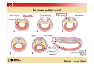 Sulco neural




        CORTE TRANSVERSAL
           DE GÁSTRULA




28
xx/xx
 