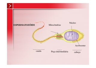Núcleo
ESPERMATOZÓIDE           Mitocôndrias




                                                     Acrossomo

                 cauda     Peça intermediária       cabeça
 